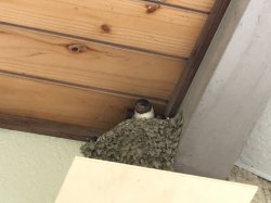 20170617100450.JPG
