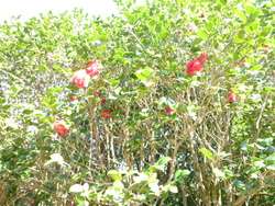 ファイル 101-2.jpg