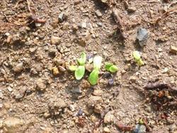 ファイル 281-1.jpg