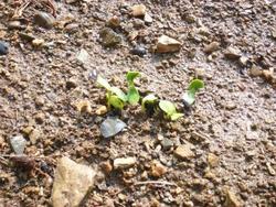 ファイル 281-2.jpg