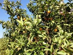 ファイル 288-3.jpg