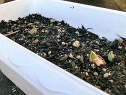 ファイル 294-2.jpg