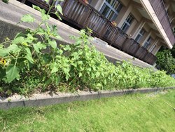 ファイル 368-3.jpeg