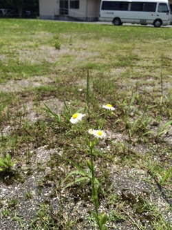 ファイル 368-5.jpeg