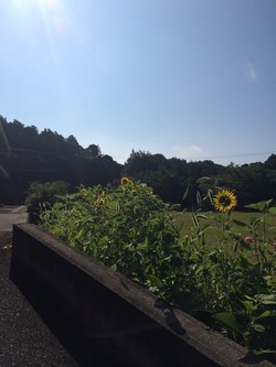 ファイル 375-1.jpeg