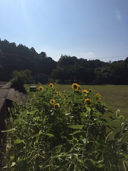 ファイル 375-2.jpeg