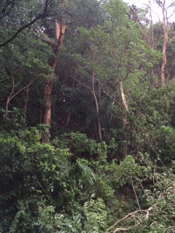 ファイル 391-1.jpeg