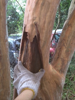 ファイル 391-2.jpeg