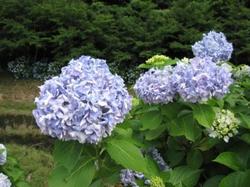 ファイル 41-1.jpg