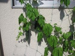 ファイル 42-1.jpg