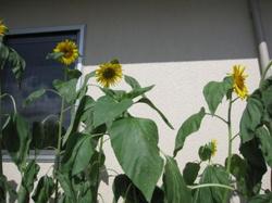 ファイル 42-2.jpg