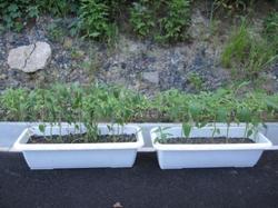 ファイル 48-2.jpg