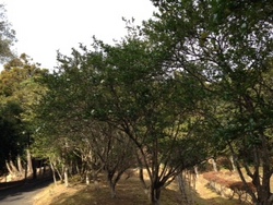 ファイル 494-2.jpg