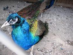 ファイル 91-2.jpg